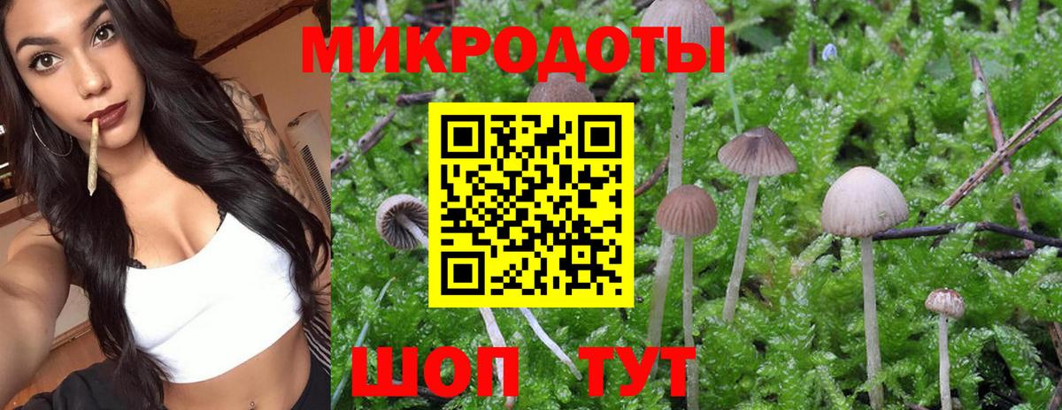 Галлюциногенные грибы Psilocybe Воткинск